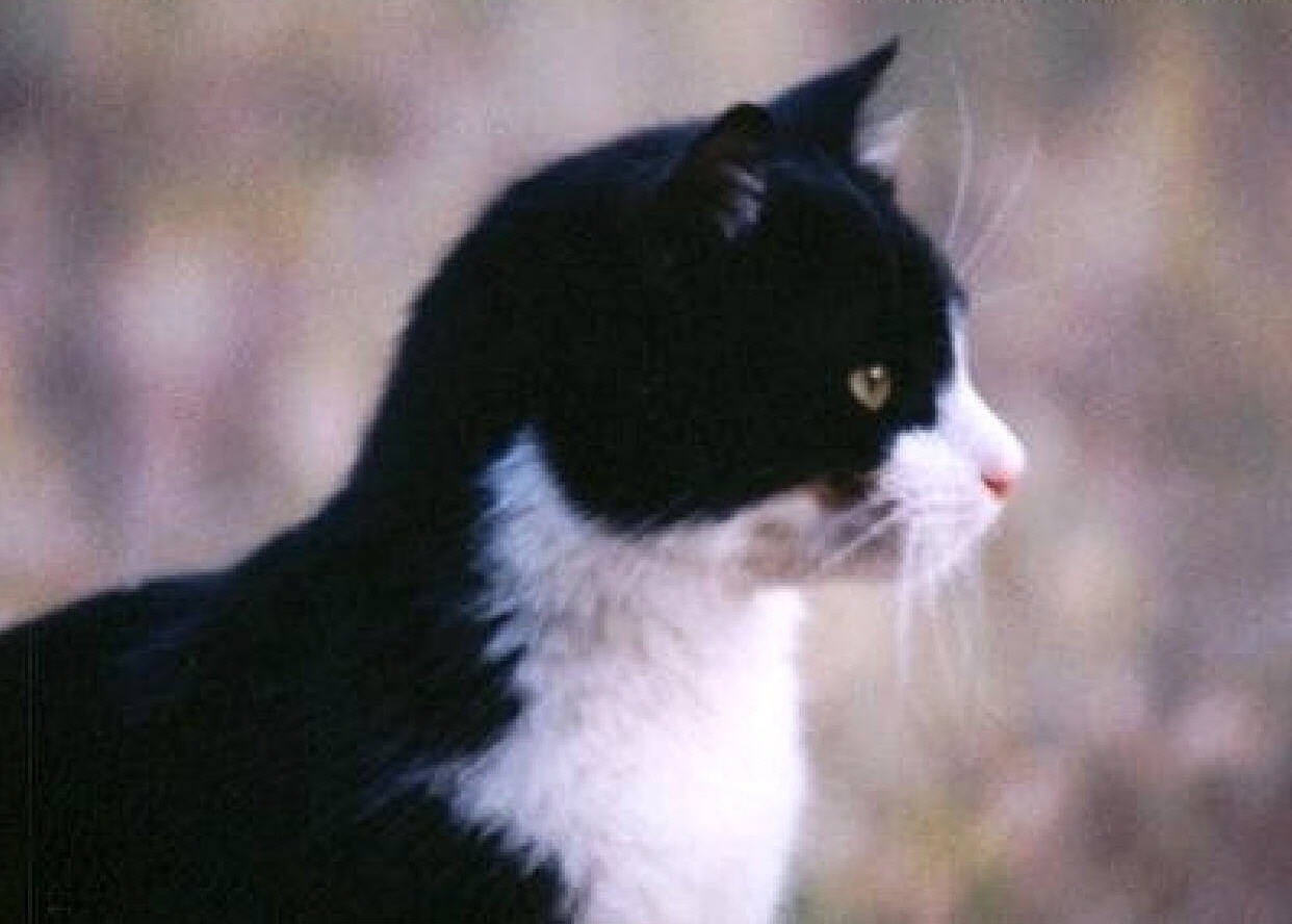 Cat_Feline_Pain_Relief