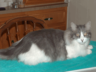 Cat_Pain_Relief