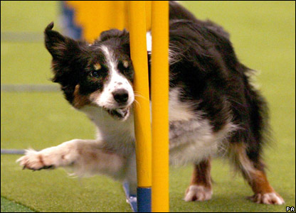 Show Dogs Pain Relief