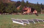 Pain Relief for Agility Dogs