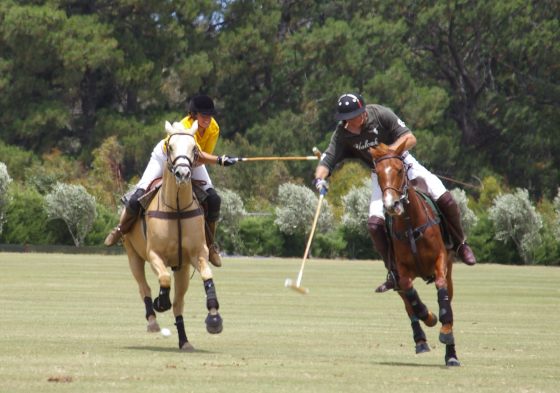 Polo Ponies Pain Therapy